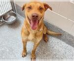 Small #1 Labrador Retriever Mix