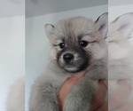 Small Photo #36 Pomsky Puppy For Sale in LOVELAND, CO, USA