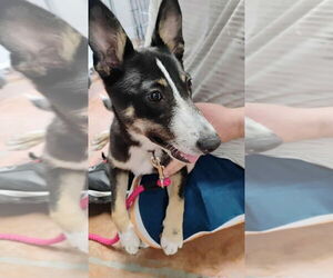 Border Collie-Unknown Mix Dogs for adoption in Bolivar, MO, USA