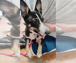 Small Border Collie Mix