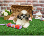 Small #3 Shih Tzu