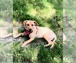 Small #9 American Pit Bull Terrier Mix