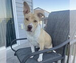 Small #22 American Pit Bull Terrier Mix