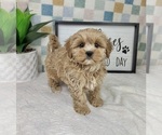 Small #3 Cavapoo (Miniature)
