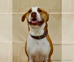 Small #4 American Staffordshire Terrier