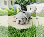 Small #5 French Bulldog