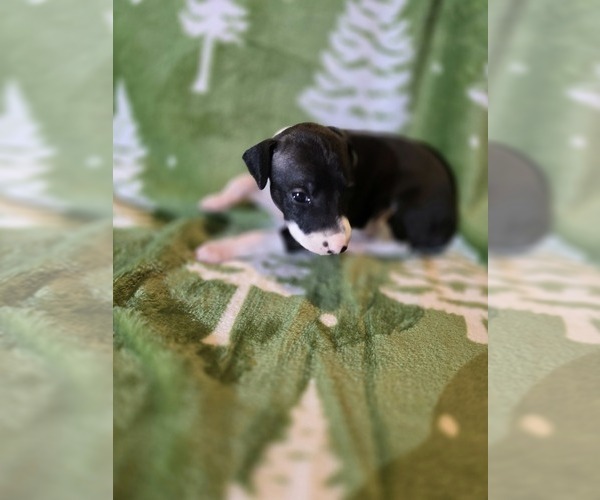 Medium Photo #1 Italian Greyhound Puppy For Sale in NESBIT, MS, USA