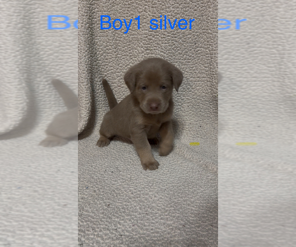 Medium Photo #6 Labrador Retriever Puppy For Sale in INEZ, KY, USA