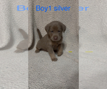Small #5 Labrador Retriever