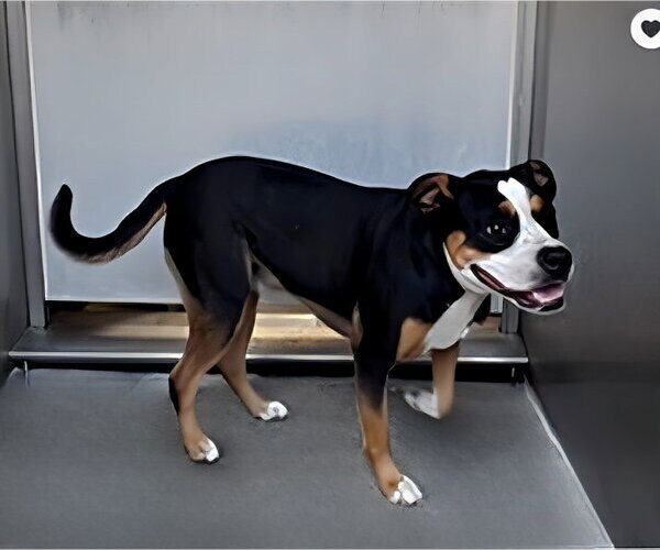 Medium Photo #1 Mutt Puppy For Sale in Pasadena, CA, USA