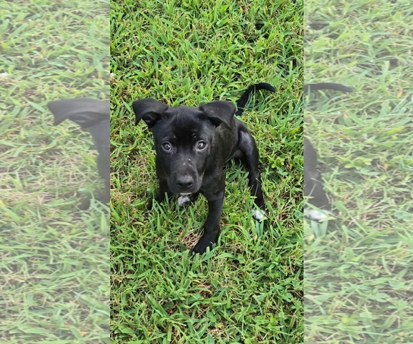 Medium Photo #2 Mutt Puppy For Sale in Rustburg, VA, USA