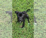 Small #1 Mutt