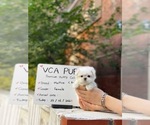 Small Photo #1 Maltese Puppy For Sale in CHINO HILLS, CA, USA