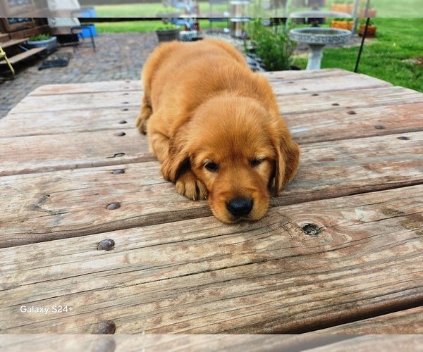 Medium Photo #3 Golden Retriever Puppy For Sale in LEON, KS, USA