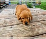 Small #2 Golden Retriever