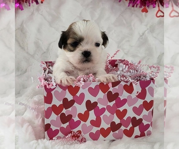 Medium Photo #1 Zuchon Puppy For Sale in ARTHUR, IL, USA