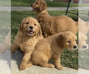 Golden Retriever Puppy for sale in SANTA ANA, CA, USA