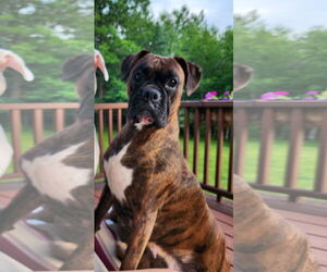 Boxer Dogs for adoption in Woodbury, MN, USA