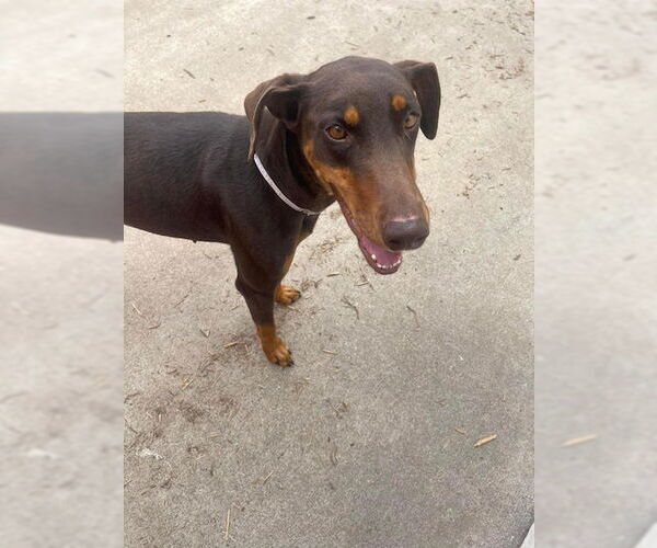 Medium Photo #3 Doberman Pinscher Puppy For Sale in Houston, TX, USA
