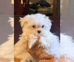 Small #3 Maltese