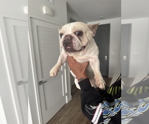 French Bulldog Puppy for sale in SANTA ANA, CA, USA