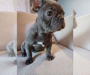 French Bulldog Puppy for sale in TAMPA, FL, USA