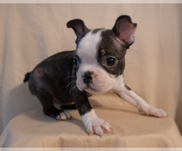 Medium Photo #16 Boston Terrier Puppy For Sale in FRESNO, CA, USA