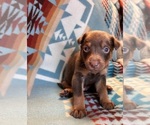 Puppy Mohawk Australian Kelpie