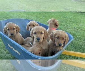 Golden Retriever Puppy for sale in BOYCEVILLE, WI, USA