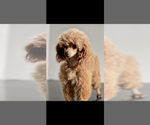 Tiny AKC Bitsy - Female Poodle (Toy) Puppy for Sale - Photo #5