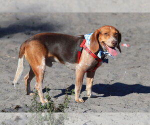 Beagle Dogs for adoption in Tampa, FL, USA