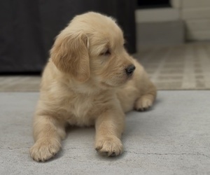 Golden Retriever Puppy for sale in COLORADO SPRINGS, CO, USA