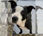 Small #10 American Pit Bull Terrier-Labrador Retriever Mix