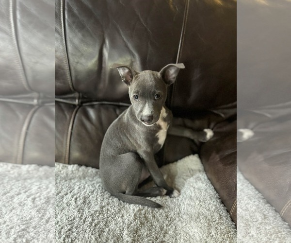 Medium Photo #5 Chihuahua-Unknown Mix Puppy For Sale in The Woodlands, TX, USA