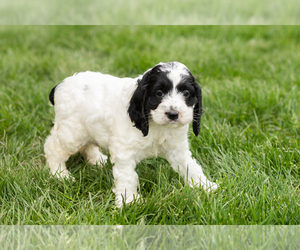 Cockapoo (Miniature) Puppy for sale in NAPPANEE, IN, USA
