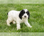 Small Cockapoo (Miniature)