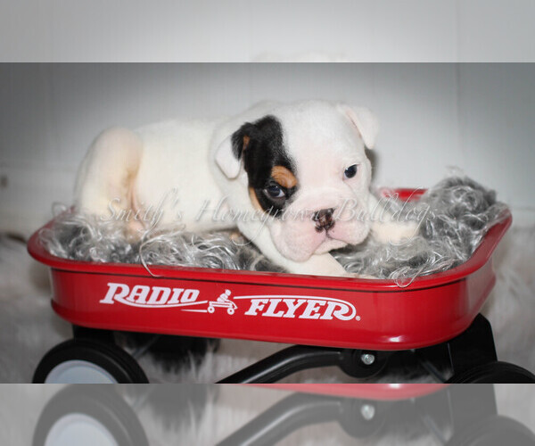 Medium Photo #2 English Bulldog Puppy For Sale in CARY, NC, USA