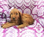 Small Photo #4 Irish Doodle Puppy For Sale in LANCASTER, PA, USA