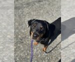 Small Photo #5 Rottweiler Puppy For Sale in Rockaway, NJ, USA