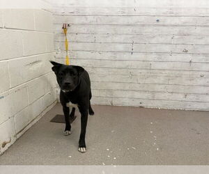 American Staffordshire Terrier-Unknown Mix Dogs for adoption in San Bernardino, CA, USA