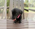 Small Photo #42 Gollie Puppy For Sale in SANTA ROSA BEACH, FL, USA