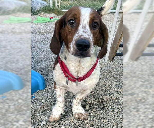 Medium Photo #1 Bagle Hound Puppy For Sale in Deepwater, NJ, USA