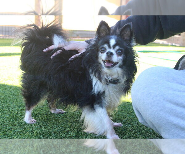 Medium Photo #3 Chihuahua Puppy For Sale in Chestertown, MD, USA