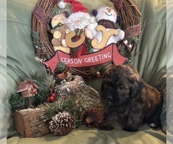 Medium Photo #1 Goldendoodle-Shih Tzu Mix Puppy For Sale in KLONDIKE, TX, USA
