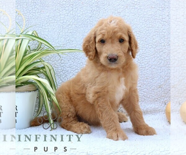 Medium Photo #4 Goldendoodle Puppy For Sale in NARVON, PA, USA