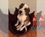 Small Photo #7 Boxer-English Coonhound Mix Puppy For Sale in Canal Winchester, OH, USA