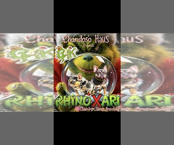 Medium Photo #5 French Bulldog Puppy For Sale in DEER PARK, NY, USA