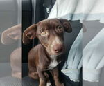 Small #1 Dachshund Mix