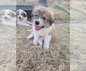 Australian Shepherd-Great Pyrenees Mix Puppy for sale in MARANA, AZ, USA