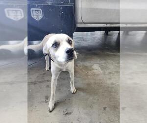 Siberian Husky-Unknown Mix Dogs for adoption in San Antonio, TX, USA